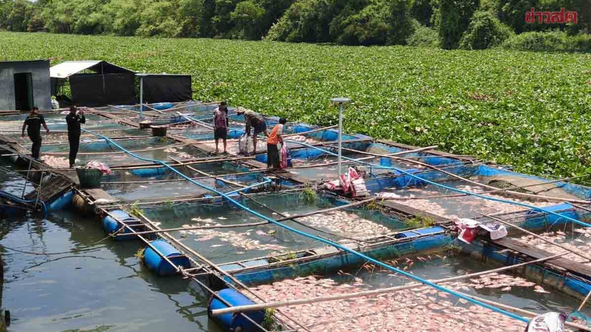 สส.ปราจีนบุรี เรียกร้องรัฐมนตรีเกษตรแก้ไขวิกฤตผักตบชวา หลังปลาทับทิมตายหมู่ 4 ล้านบาท